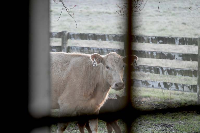 a cow viewed through a window